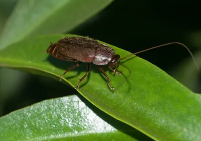 A Pacific beetle-mimic cockroach on a leaf